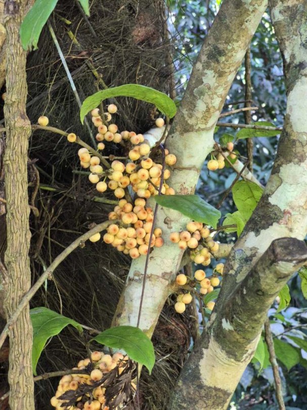 Sárga szárú füge - Ficus fistulosa